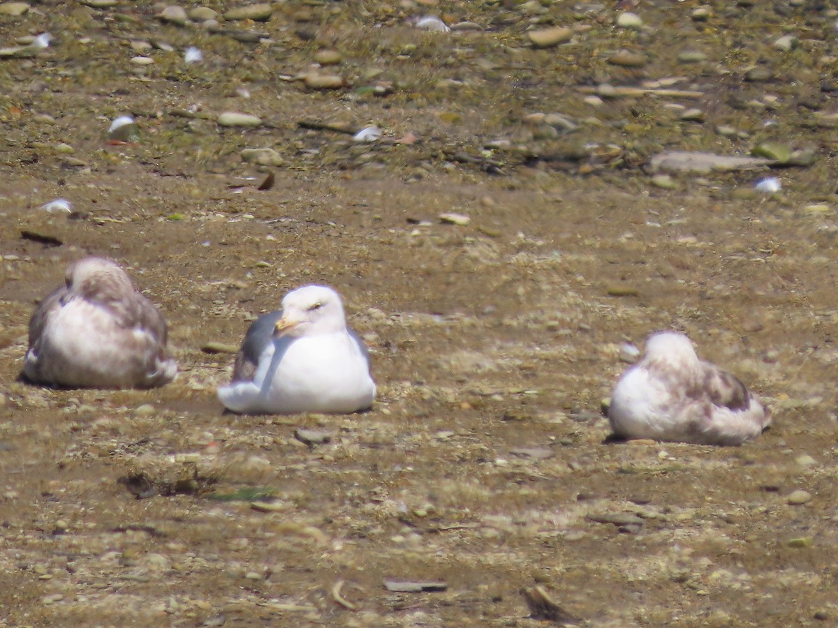 Ring-billed Gull - ML619636163