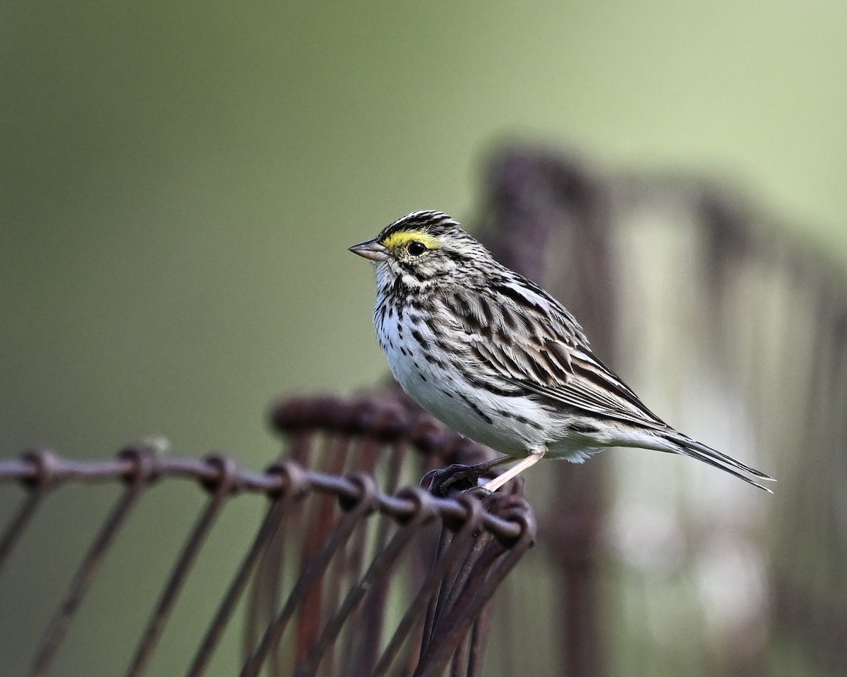 Savannah Sparrow - ML619636169