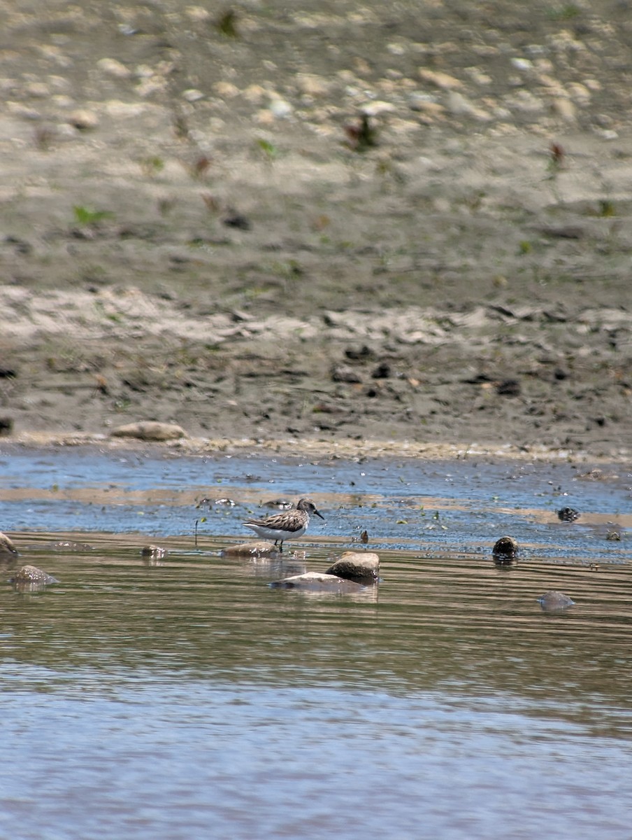 Semipalmated Sandpiper - ML619636174