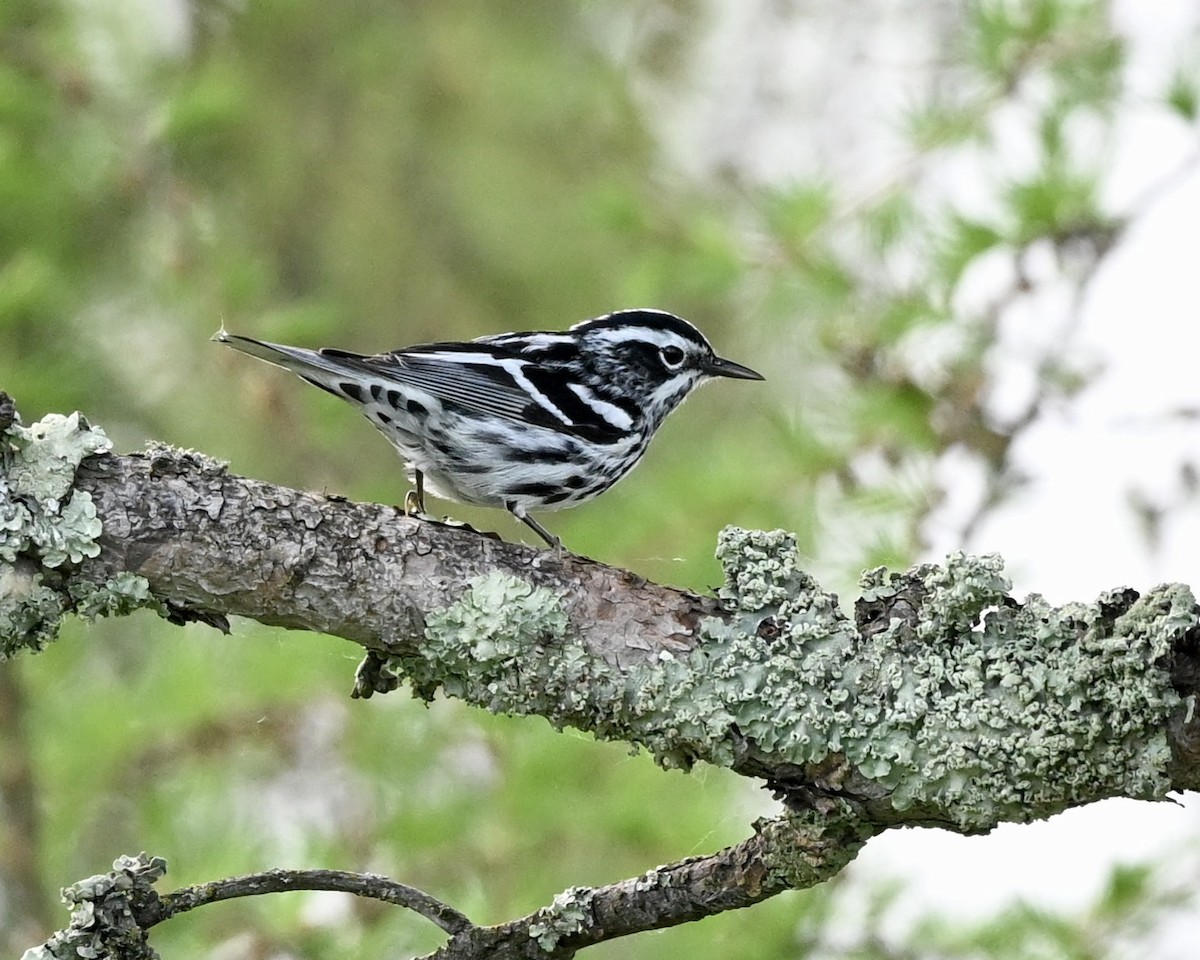 Black-and-white Warbler - Joe Wujcik