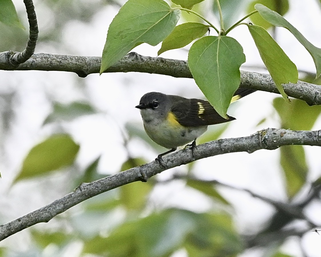 Rotschwanz-Waldsänger - ML619636177