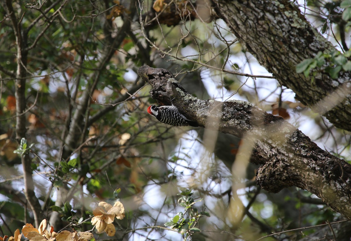 Nuttall's Woodpecker - Ning Xu