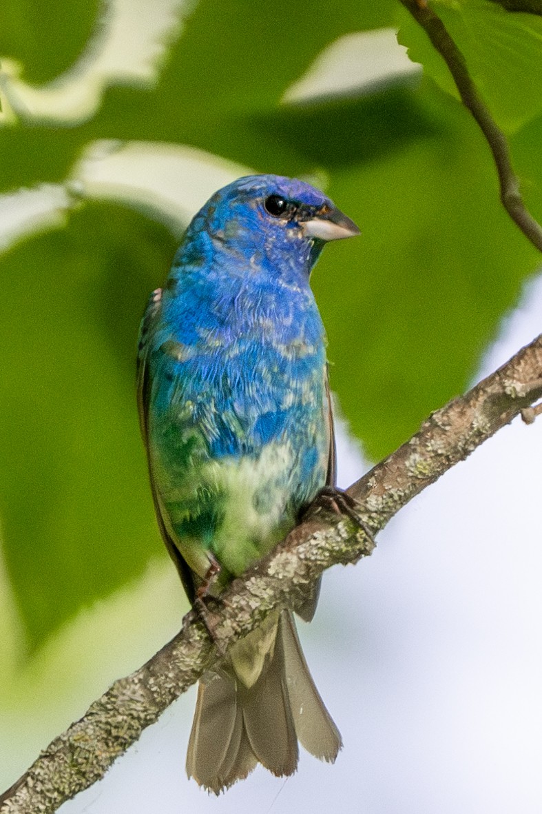 Indigo Bunting - Nadine Bluemel