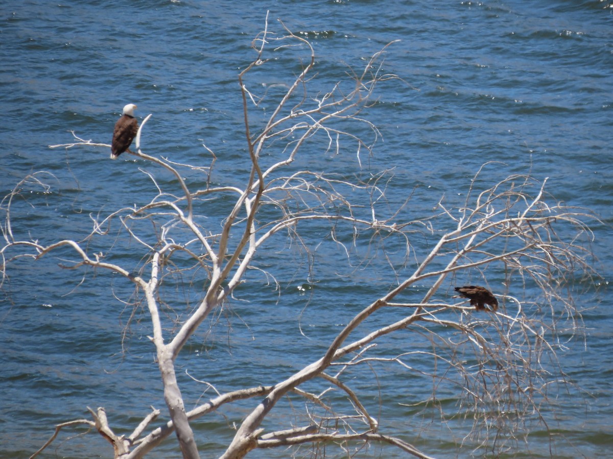 Bald Eagle - Kathy Dwyer