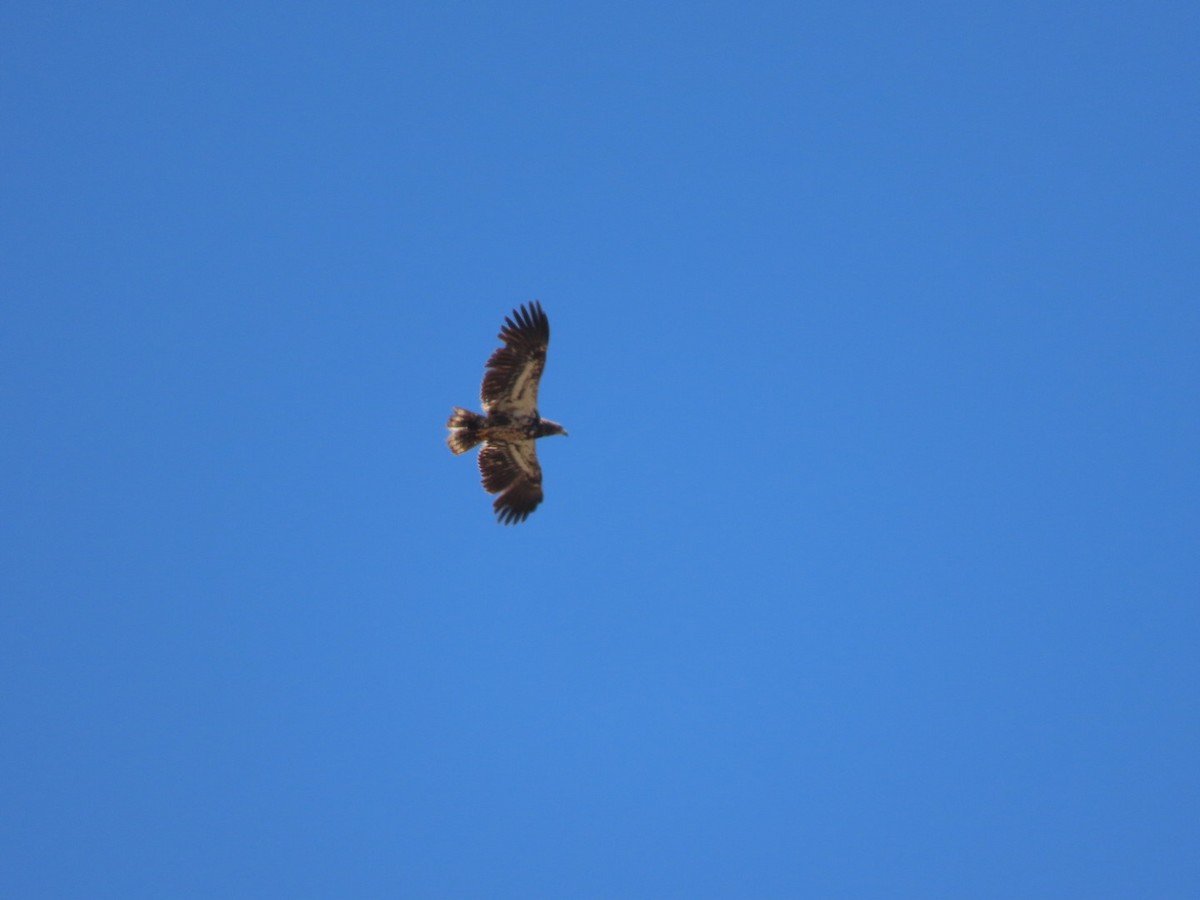 Bald Eagle - Kathy Dwyer