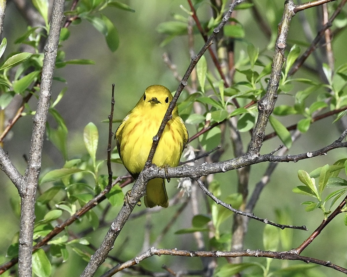 Yellow Warbler - ML619636185