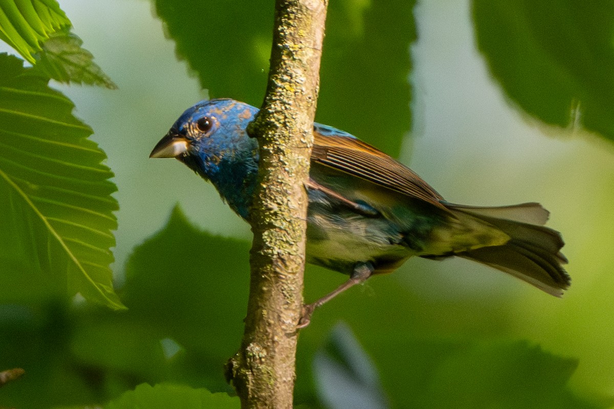 Indigo Bunting - Nadine Bluemel