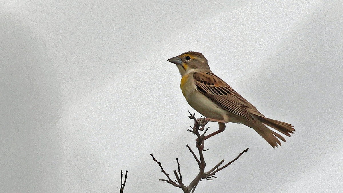 Dickcissel - Curtis McCamy