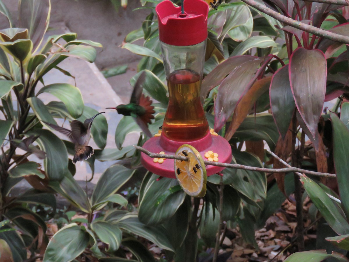 Длинноклювый колибри-отшельник - ML619636192