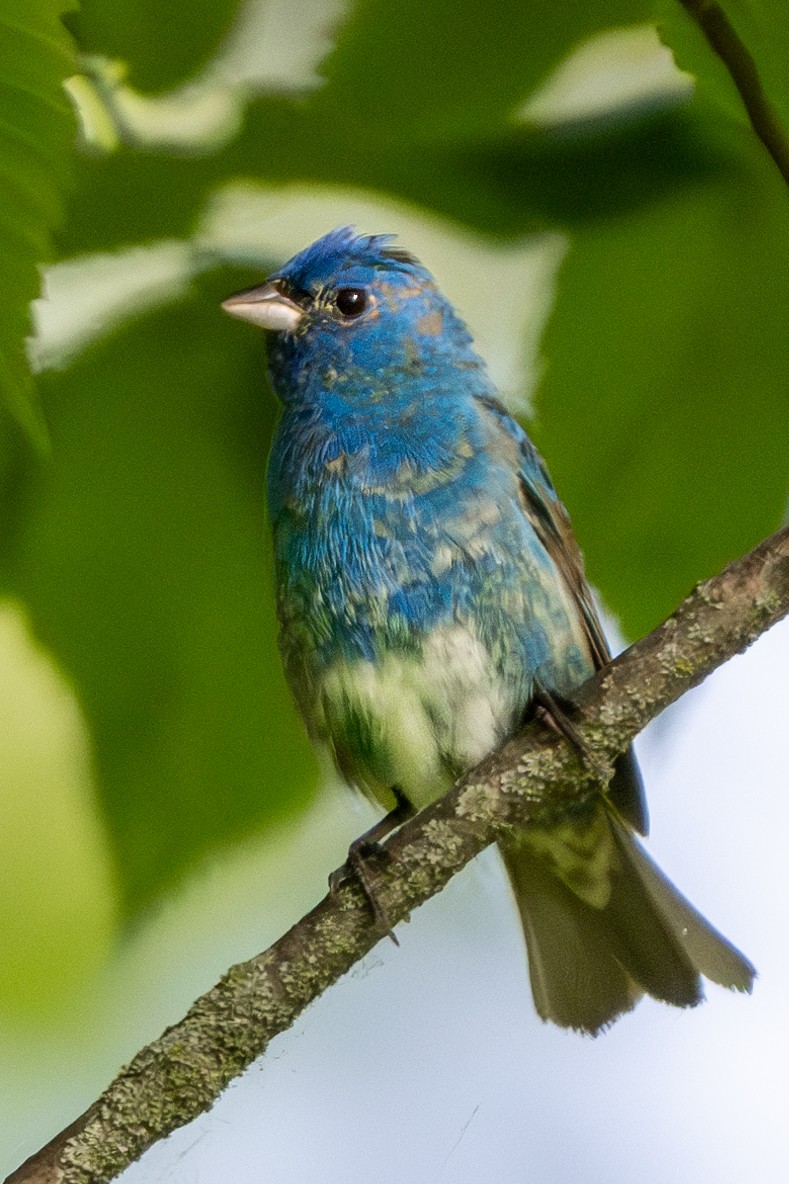 Indigo Bunting - Nadine Bluemel