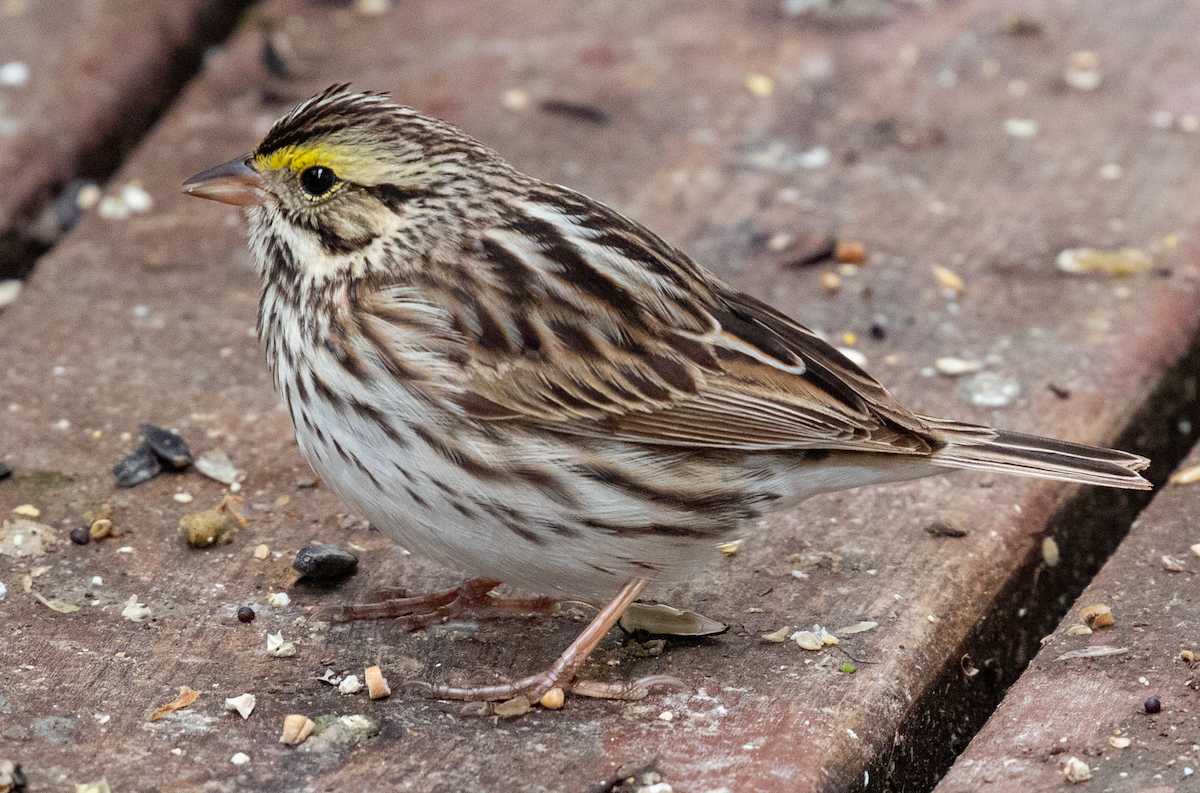 Savannah Sparrow - ML619636196