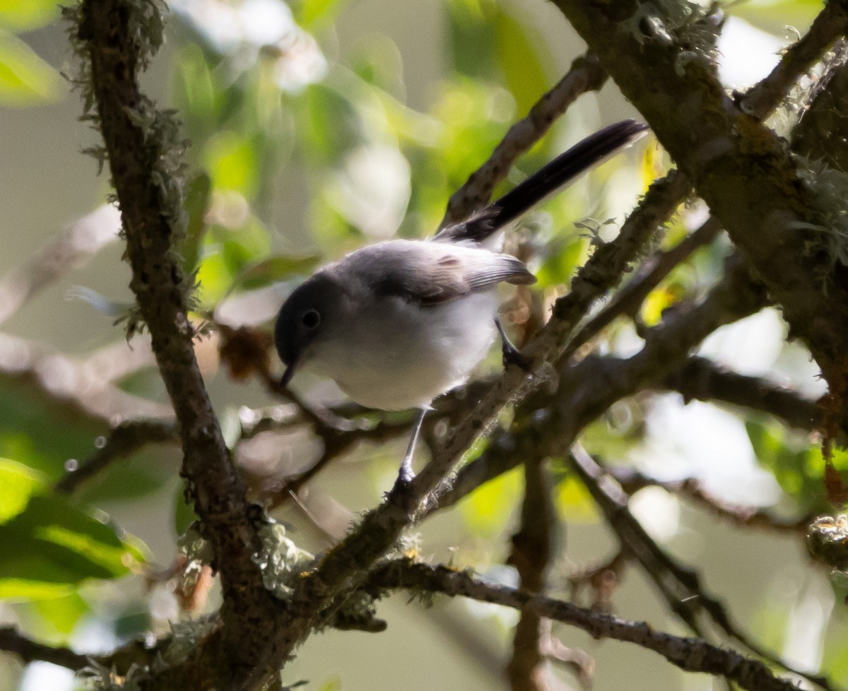 Blue-gray Gnatcatcher - ML619636197