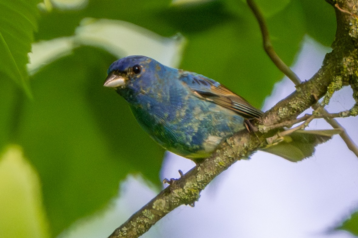 Indigo Bunting - Nadine Bluemel