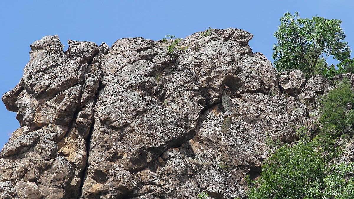 Short-toed Snake-Eagle - ML619636199