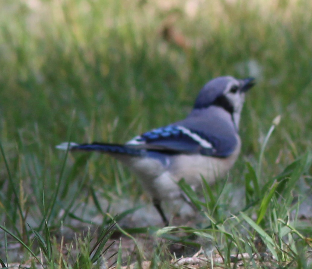 Blue Jay - Karen Lucas