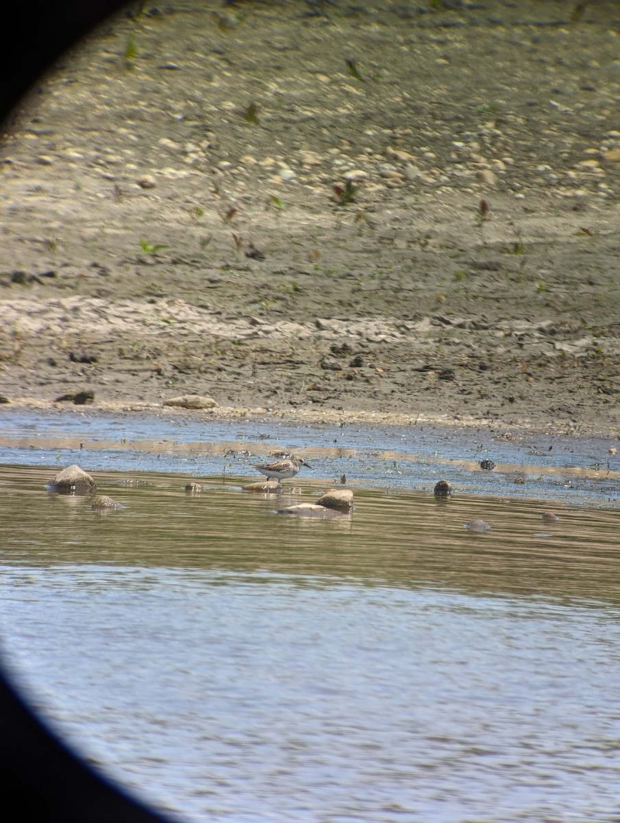 Semipalmated Sandpiper - Diego Bustamante