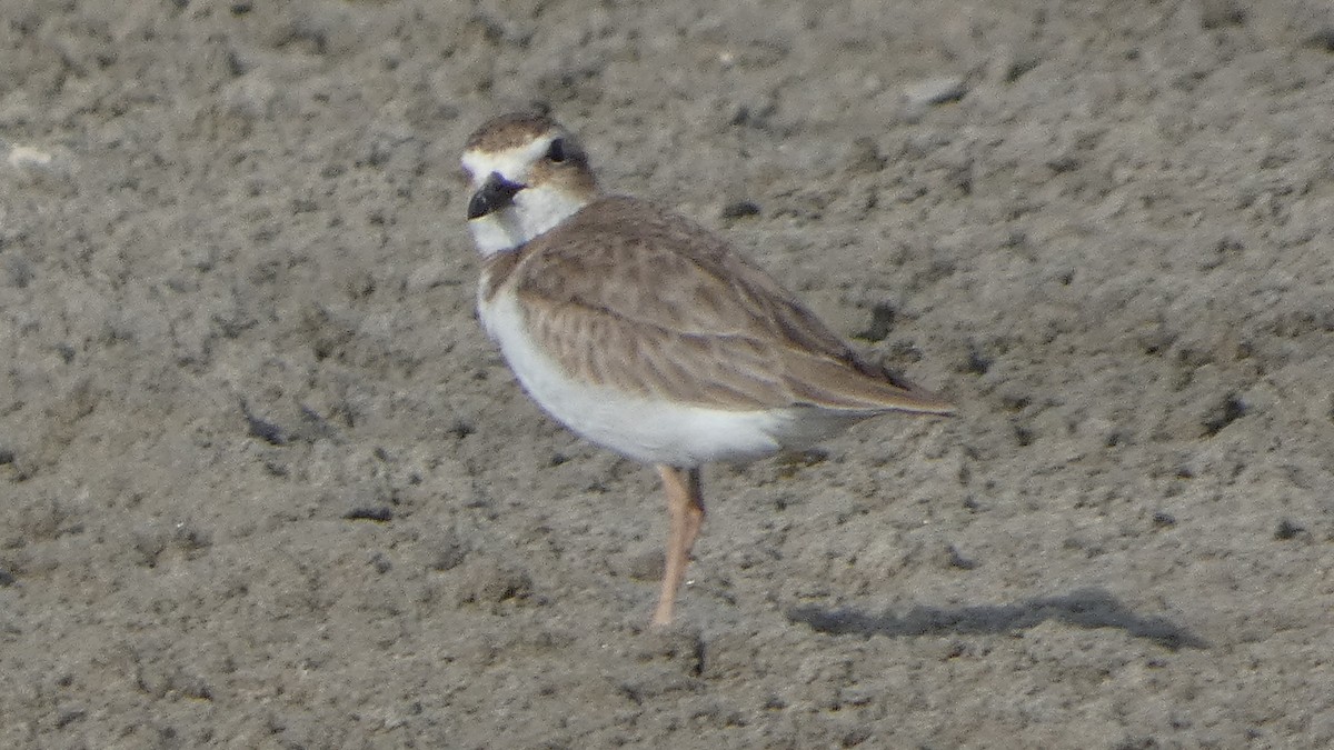 Wilson's Plover - Lynn Hollerman