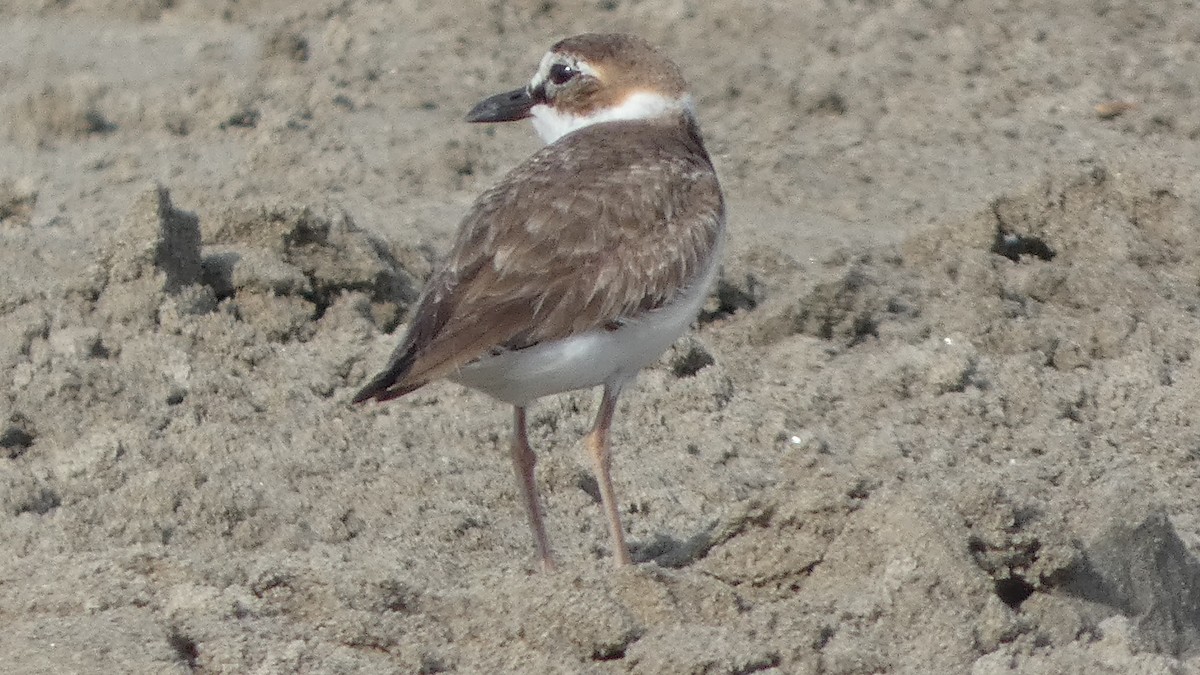 Wilson's Plover - Lynn Hollerman