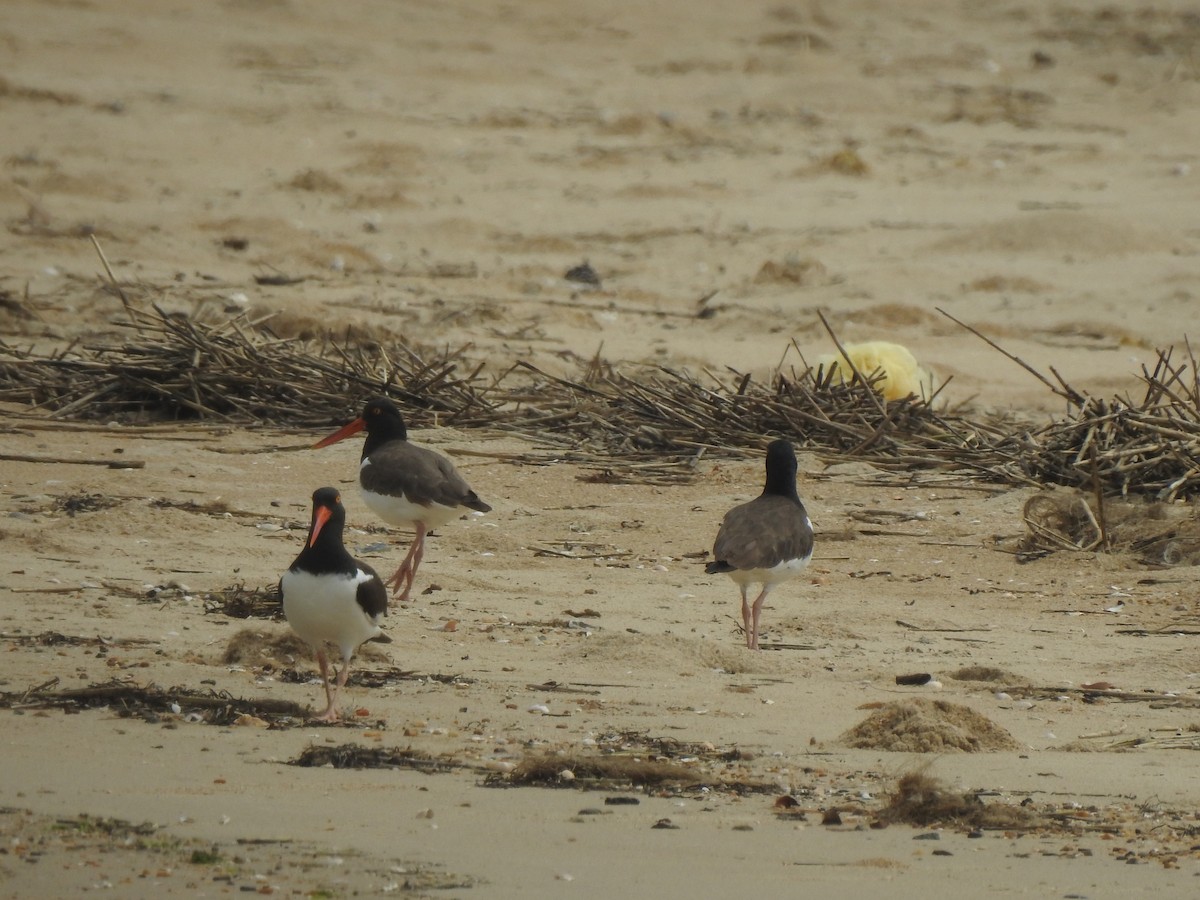 American Oystercatcher - ML619636224