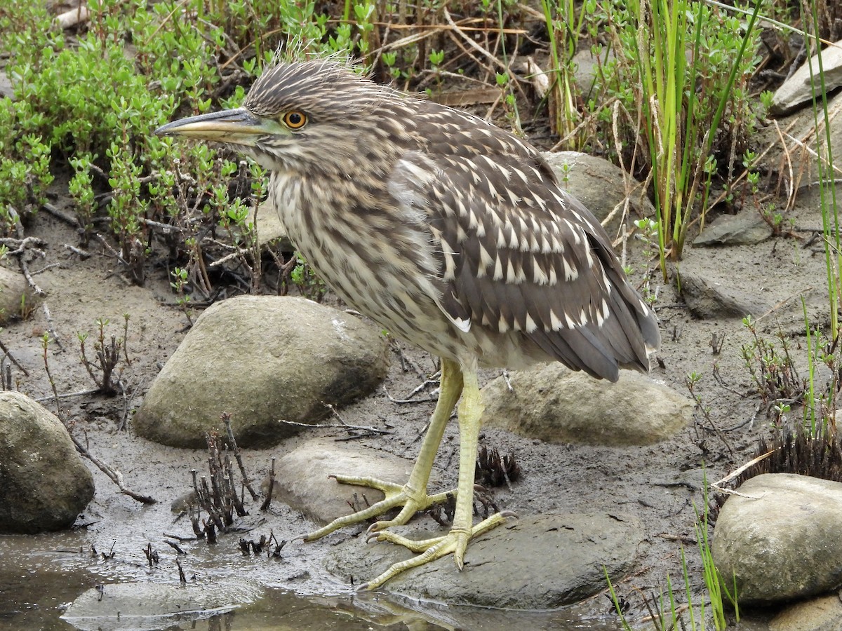 Black-crowned Night Heron - Joshua Mitchell