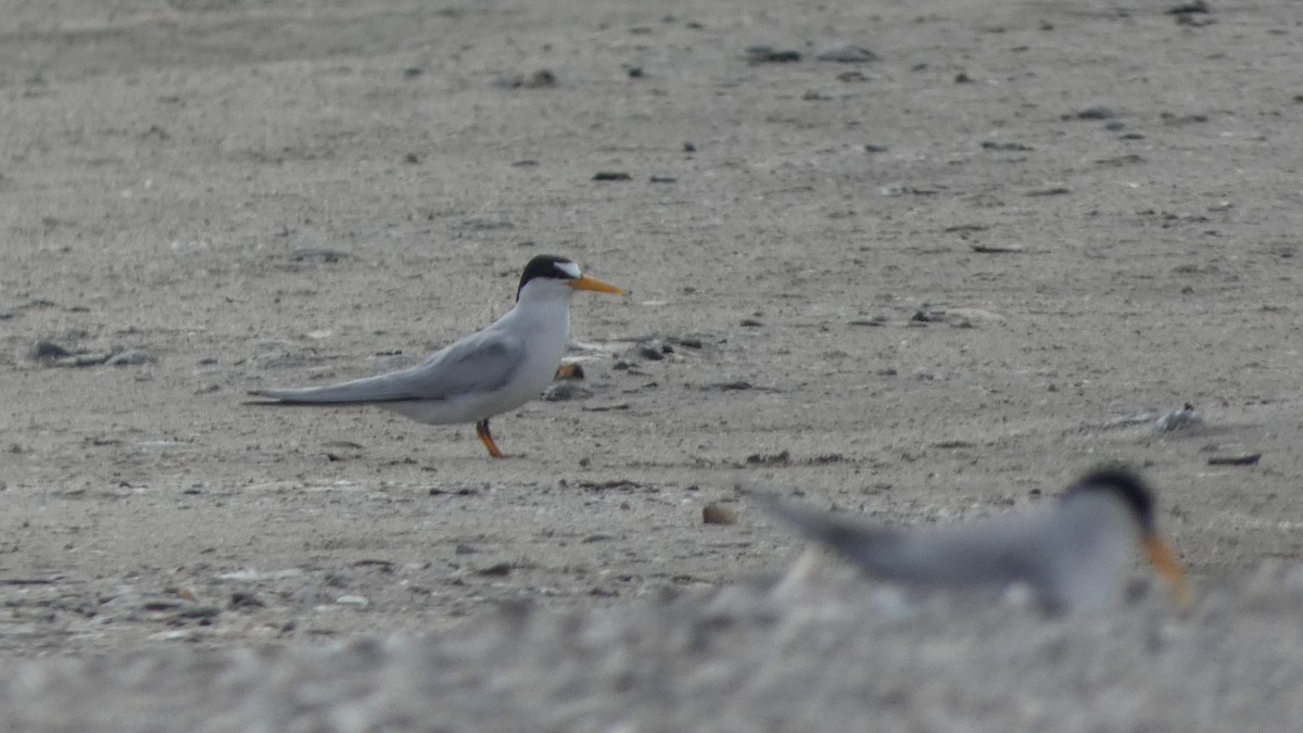 Least Tern - Lynn Hollerman