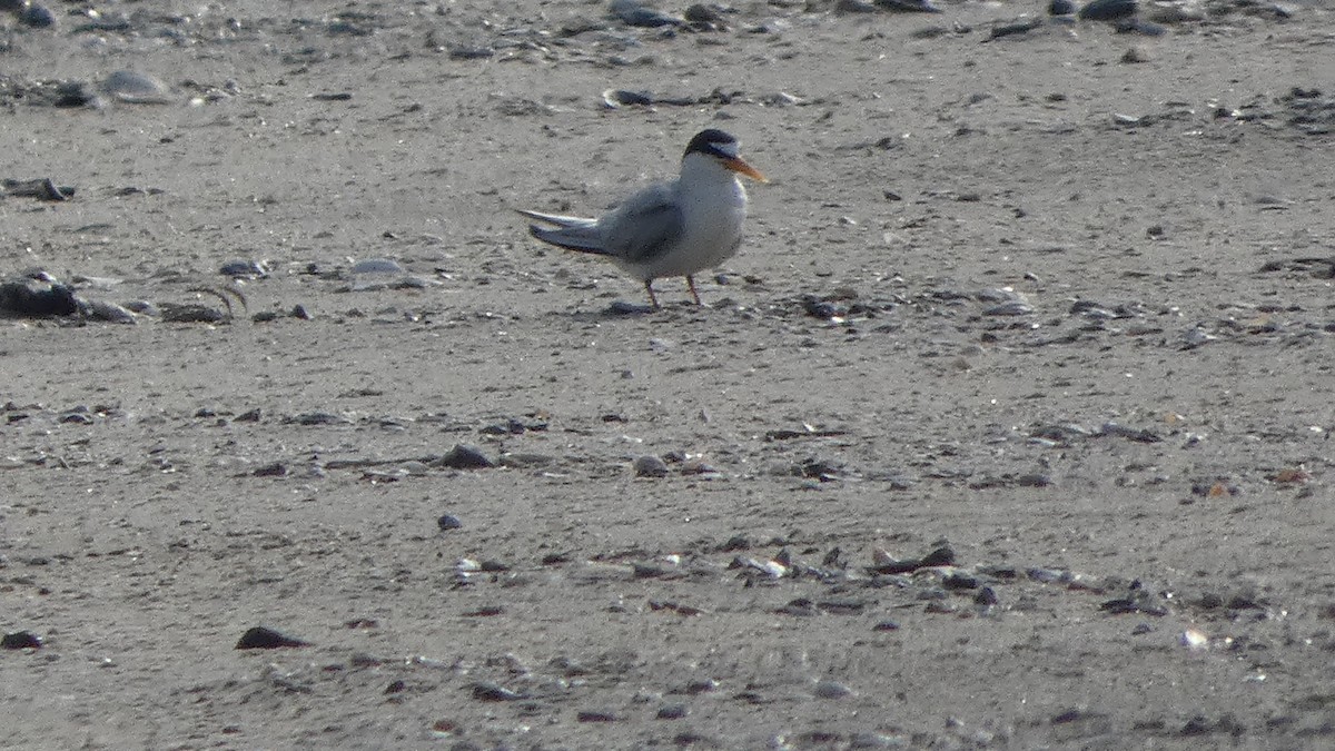 Least Tern - Lynn Hollerman