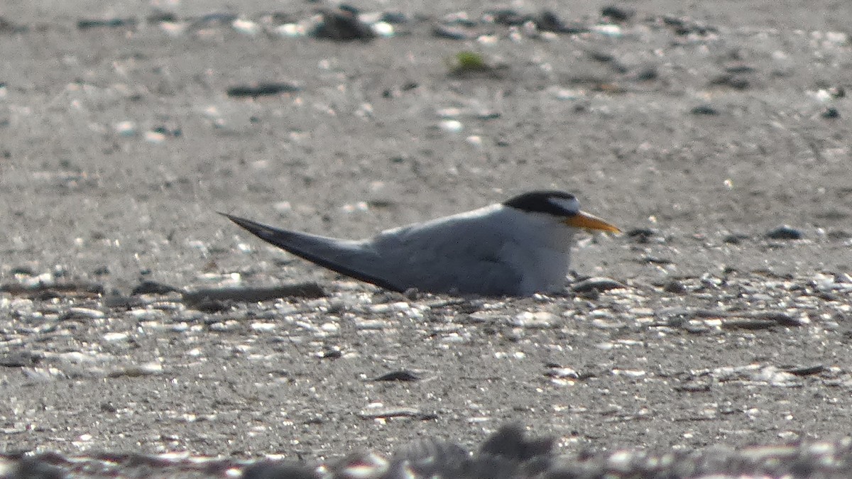 Least Tern - Lynn Hollerman