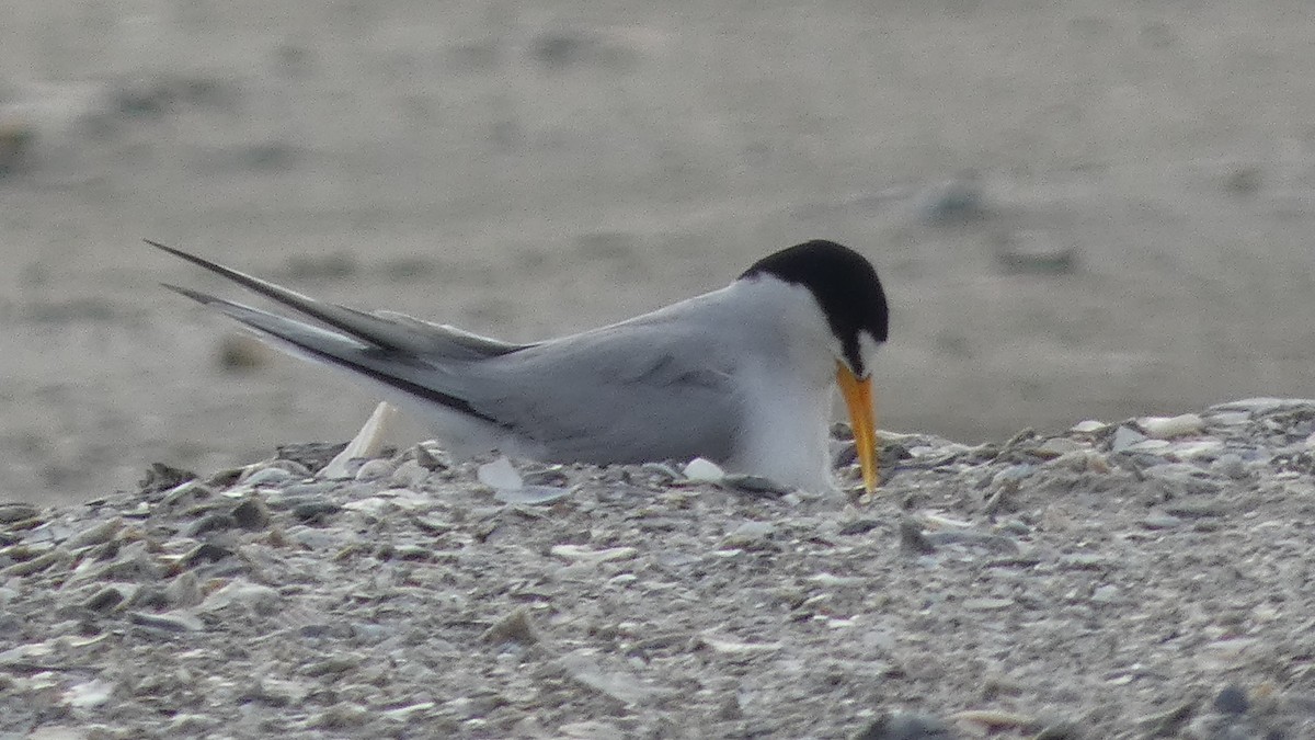 Least Tern - Lynn Hollerman