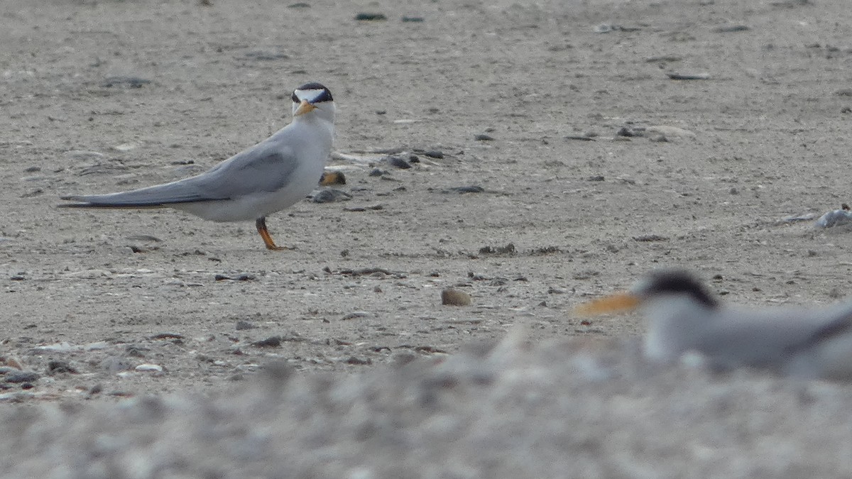 Least Tern - Lynn Hollerman