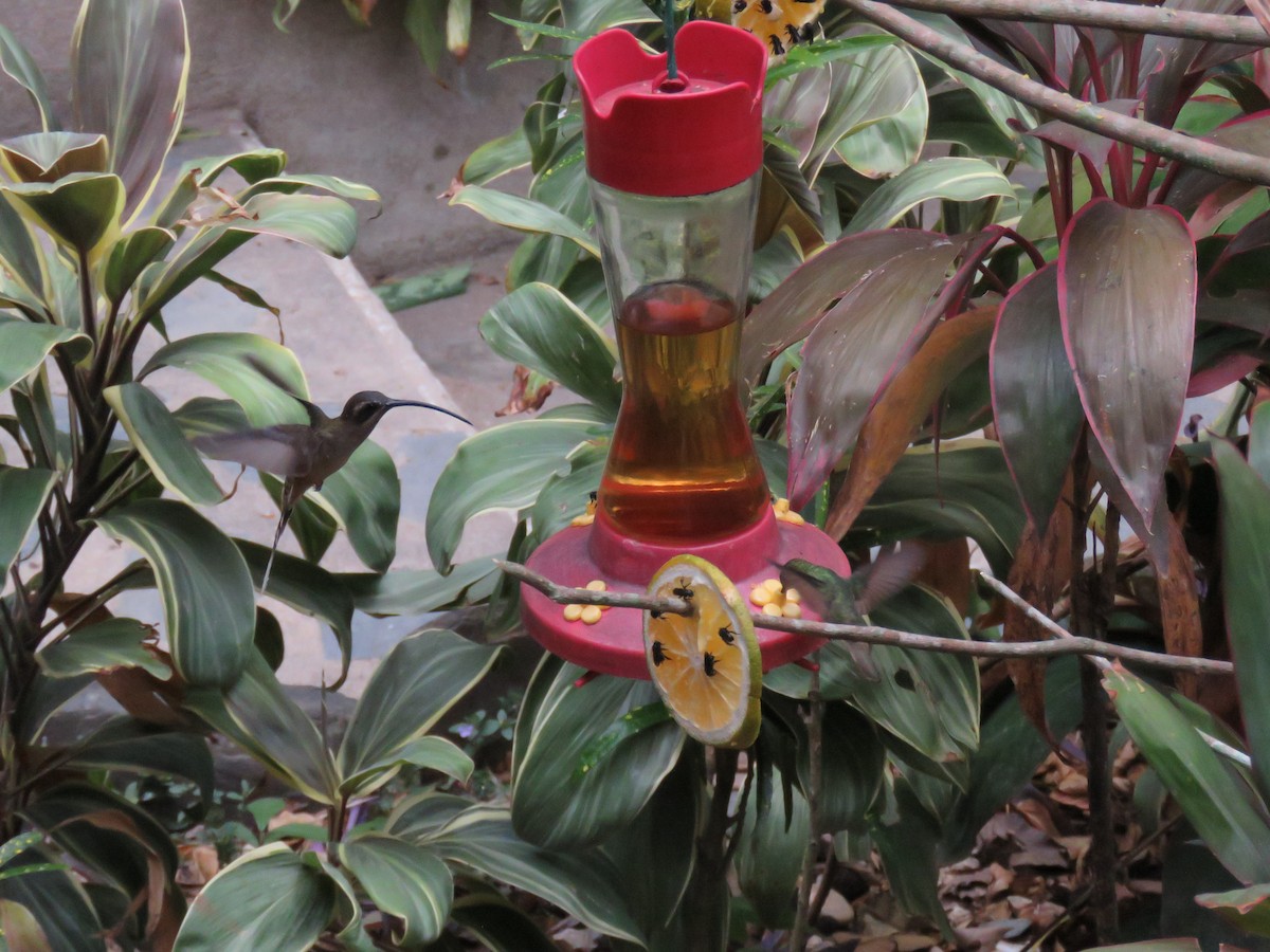 Long-billed Hermit - Sam Holcomb