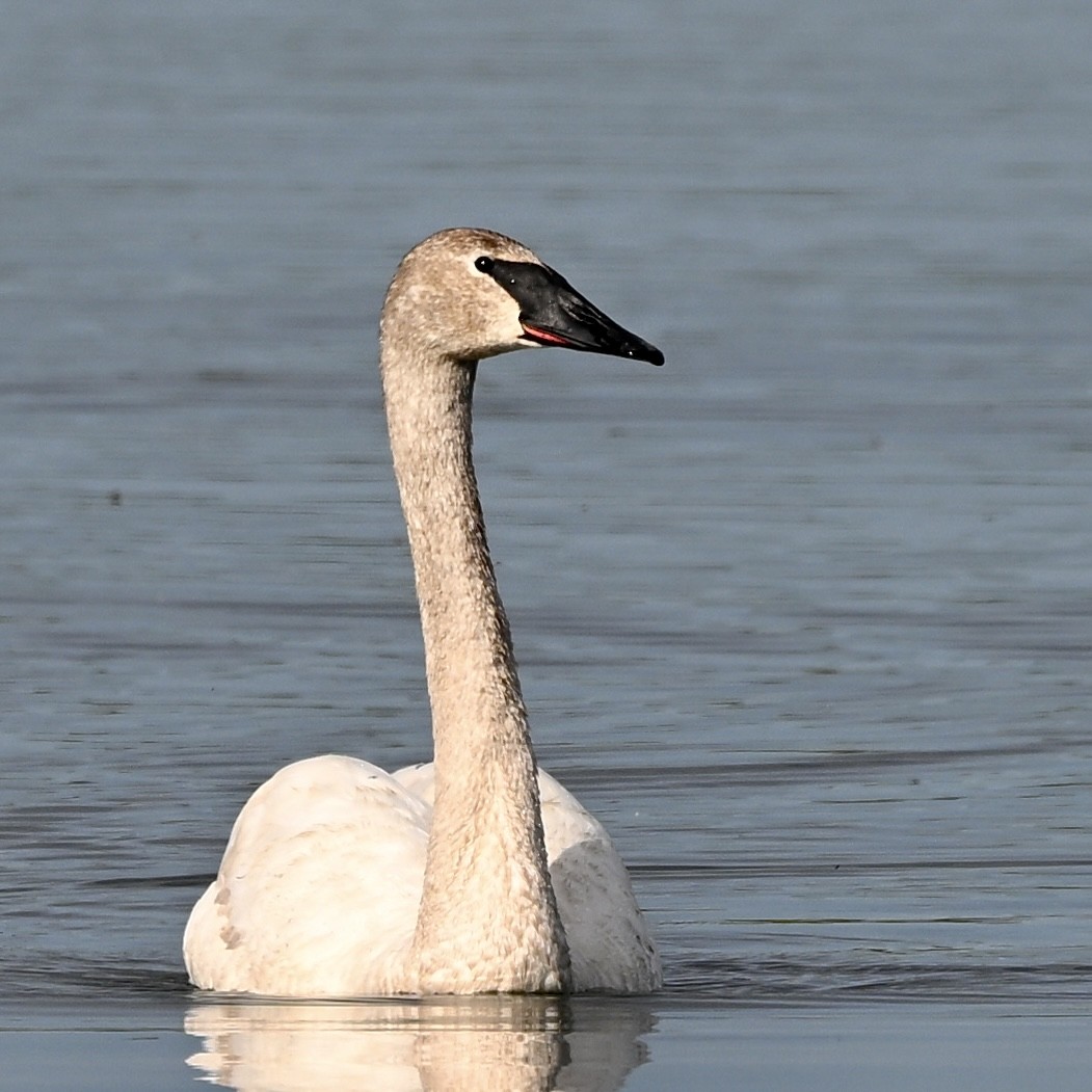 Trumpeter Swan - Joe Wujcik