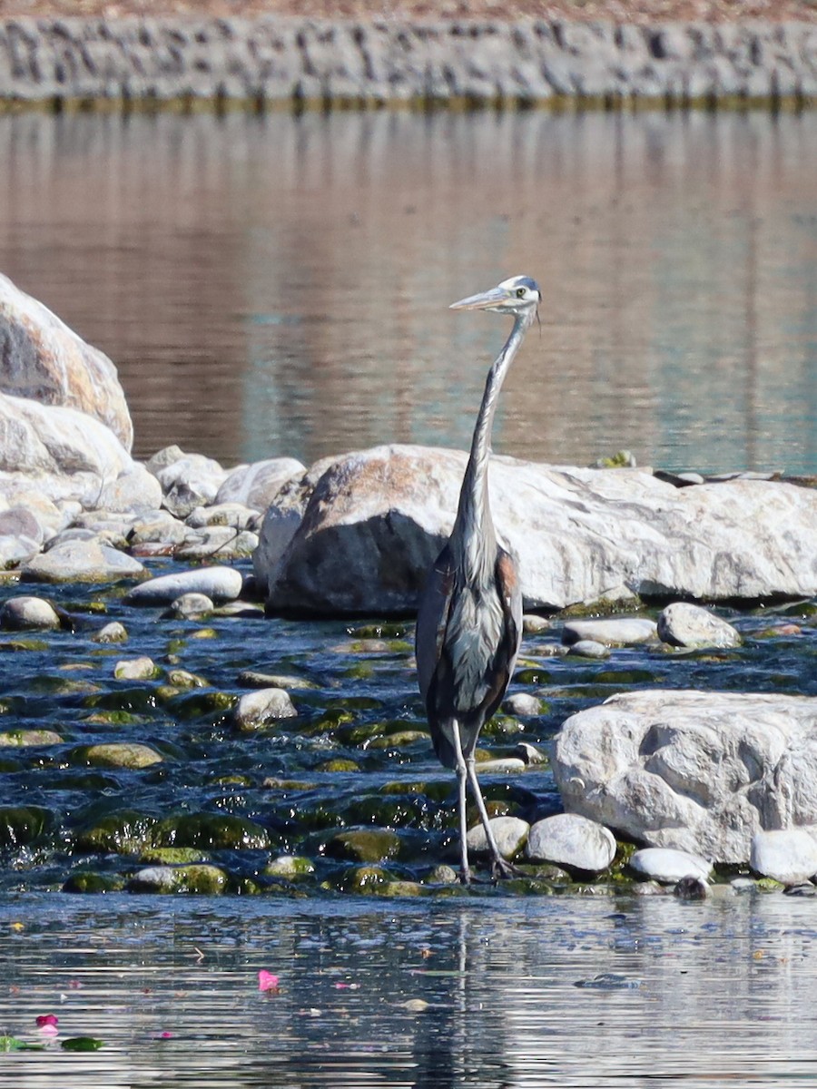 Great Blue Heron - Michelle Rucker