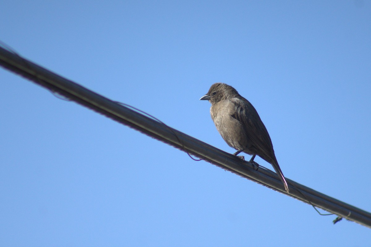 Shiny Cowbird - Vicente Avilés