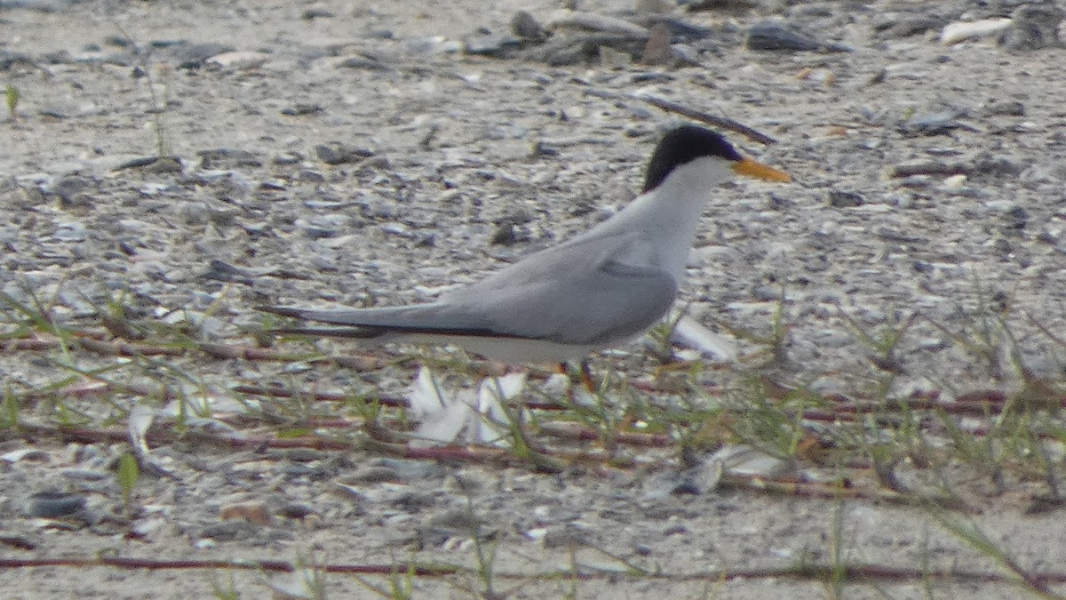 Least Tern - Lynn Hollerman