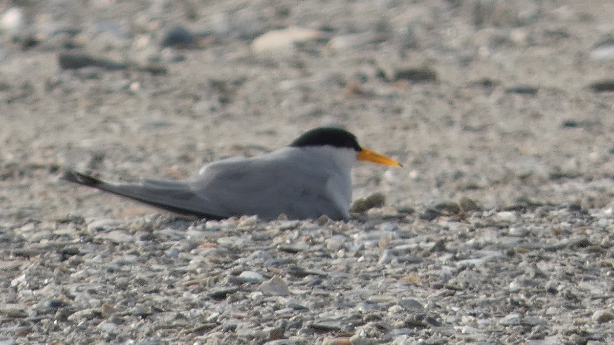 Least Tern - Lynn Hollerman