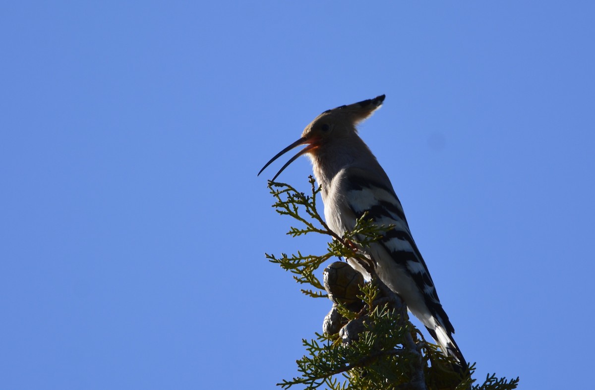 Eurasian Hoopoe - Dominique Blanc