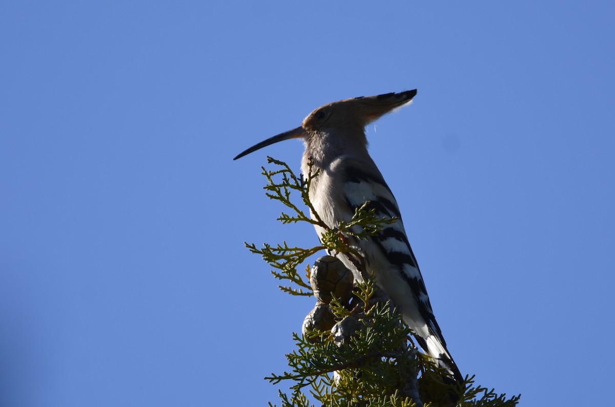 Eurasian Hoopoe - Dominique Blanc