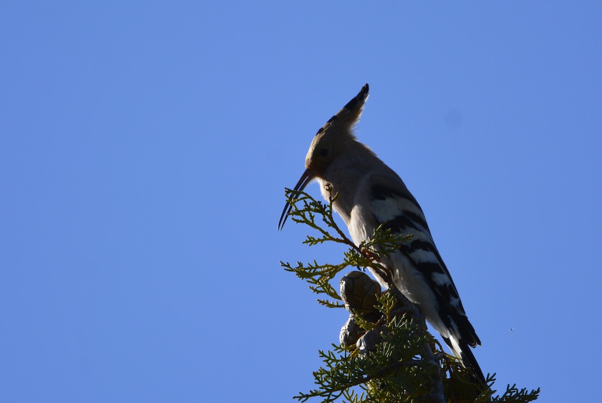 Eurasian Hoopoe - Dominique Blanc