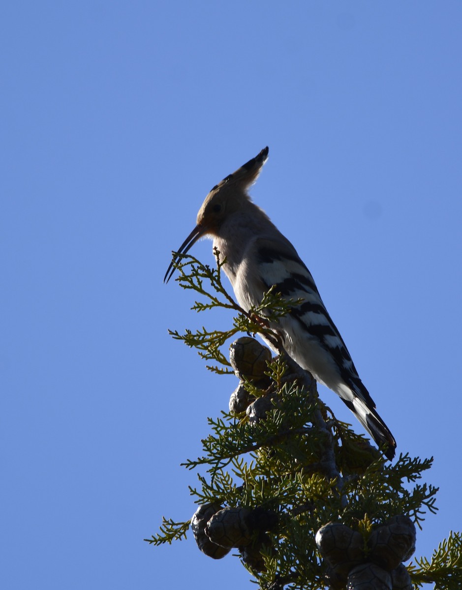 Eurasian Hoopoe - Dominique Blanc