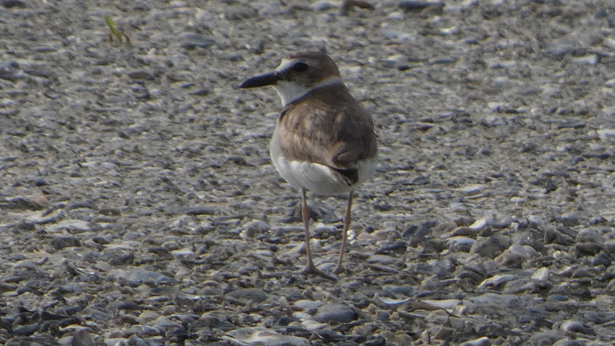 Wilson's Plover - ML619636287