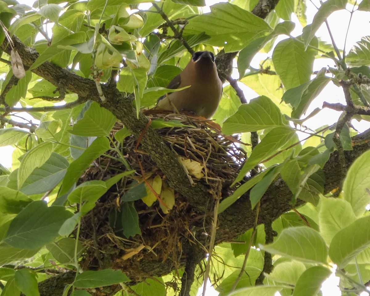 Cedar Waxwing - Kathy L. Mock