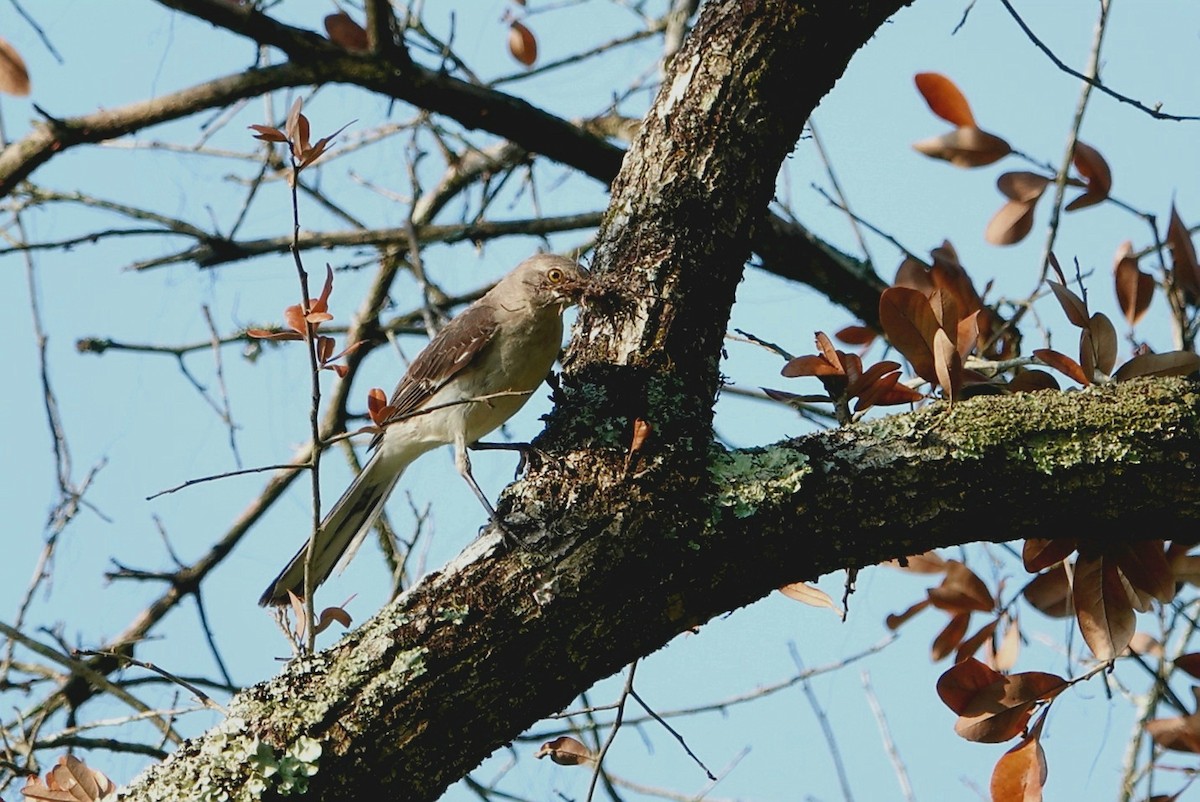 Northern Mockingbird - ML619636298