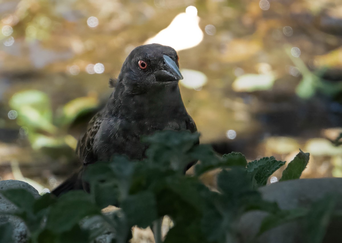 Bronzed Cowbird - Howard Cox