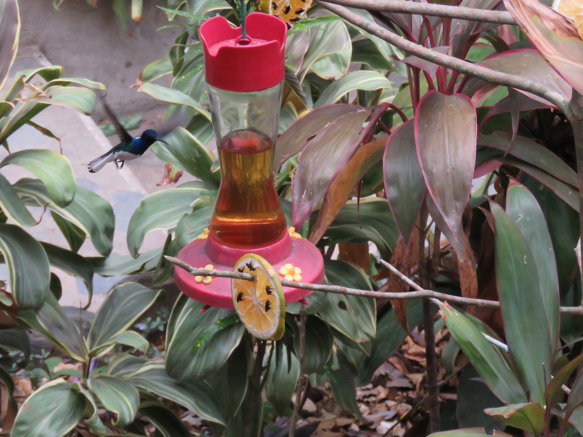 White-necked Jacobin - Sam Holcomb