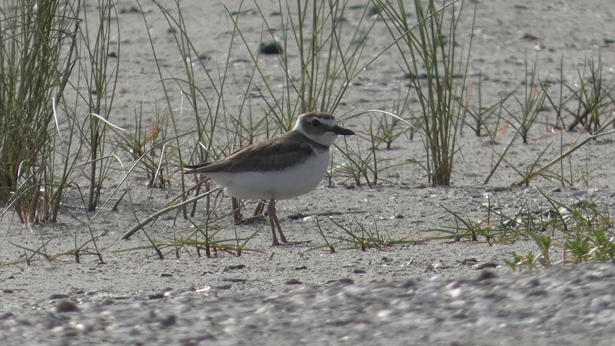 Wilson's Plover - ML619636310