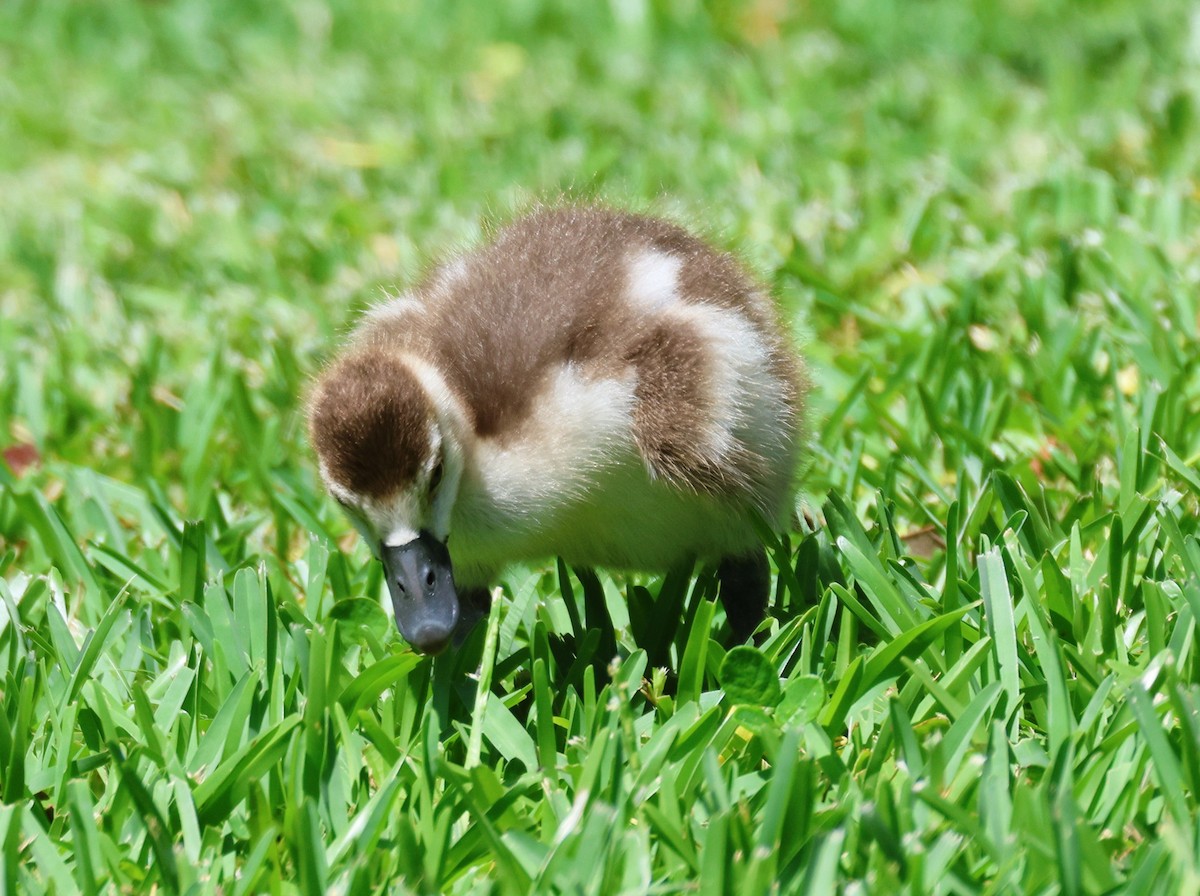 Egyptian Goose - ML619636317