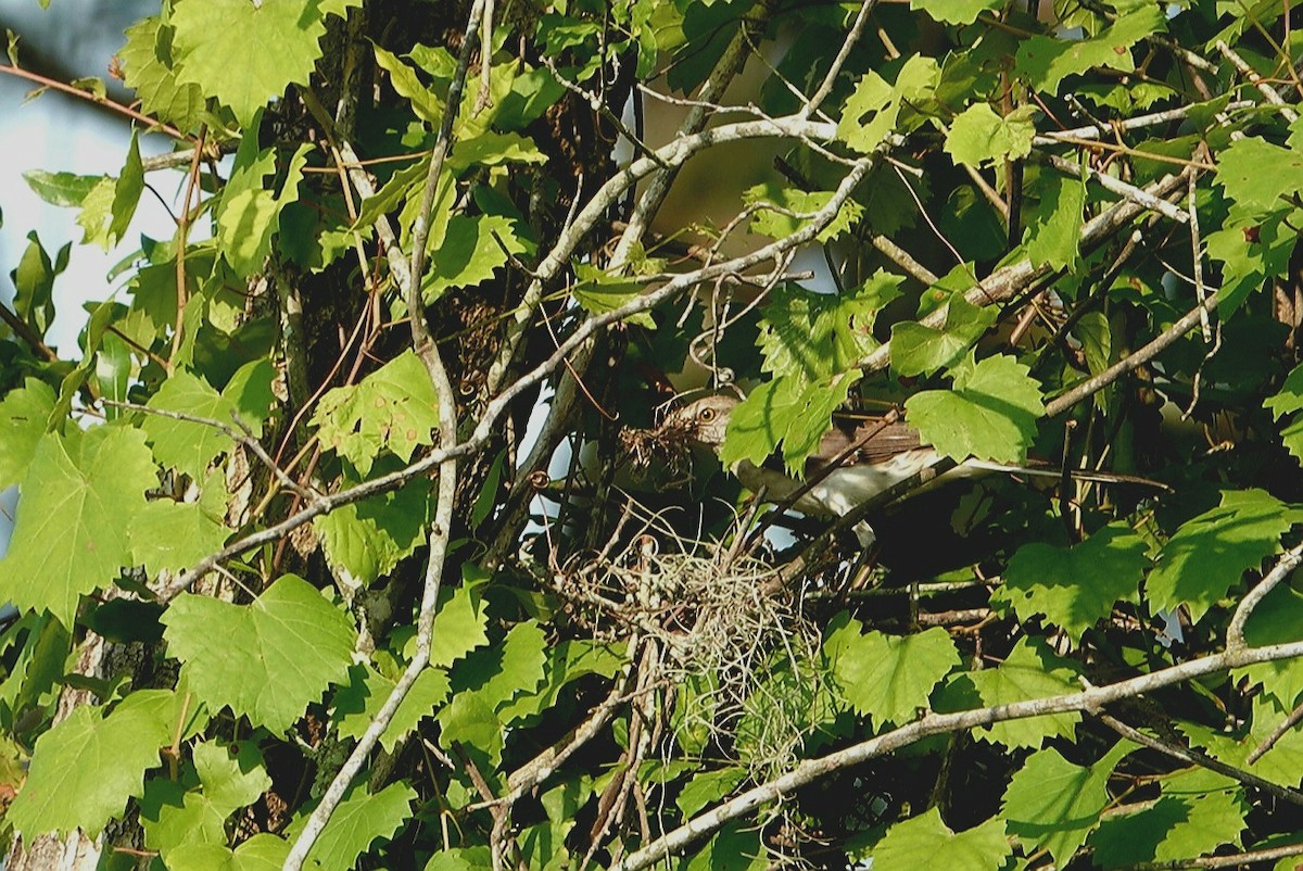 Northern Mockingbird - deborah grimes