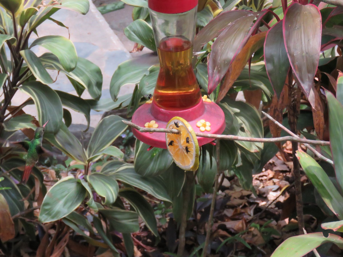 Rufous-tailed Hummingbird - Sam Holcomb