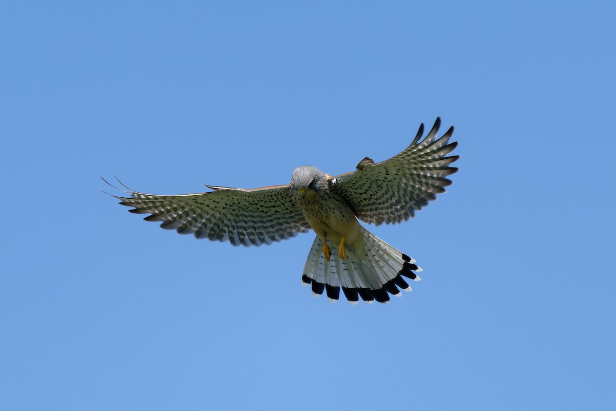 Eurasian Kestrel - Andreas Stadler