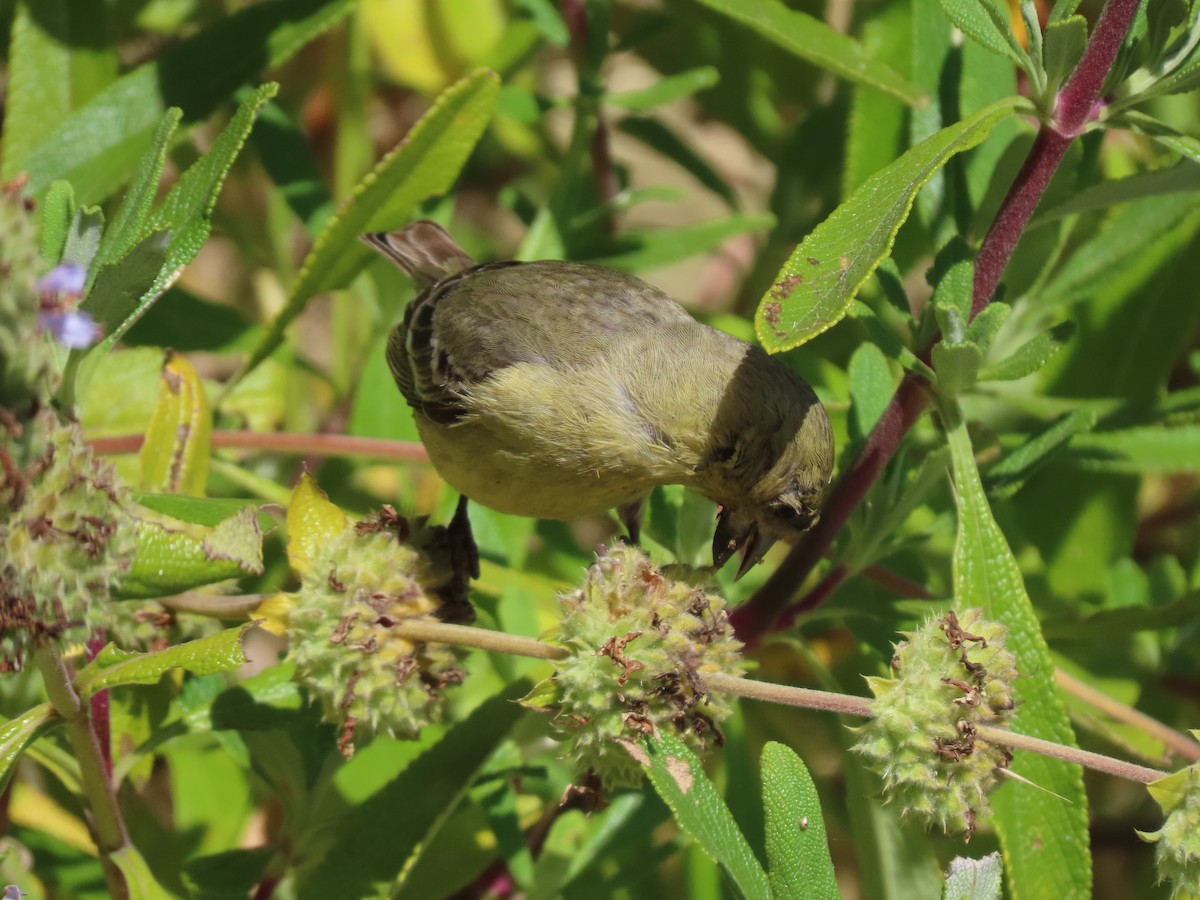 Lesser Goldfinch - ML619636330